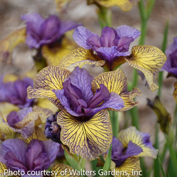 #1 Iris siberica Purring Tiger/ Siberian