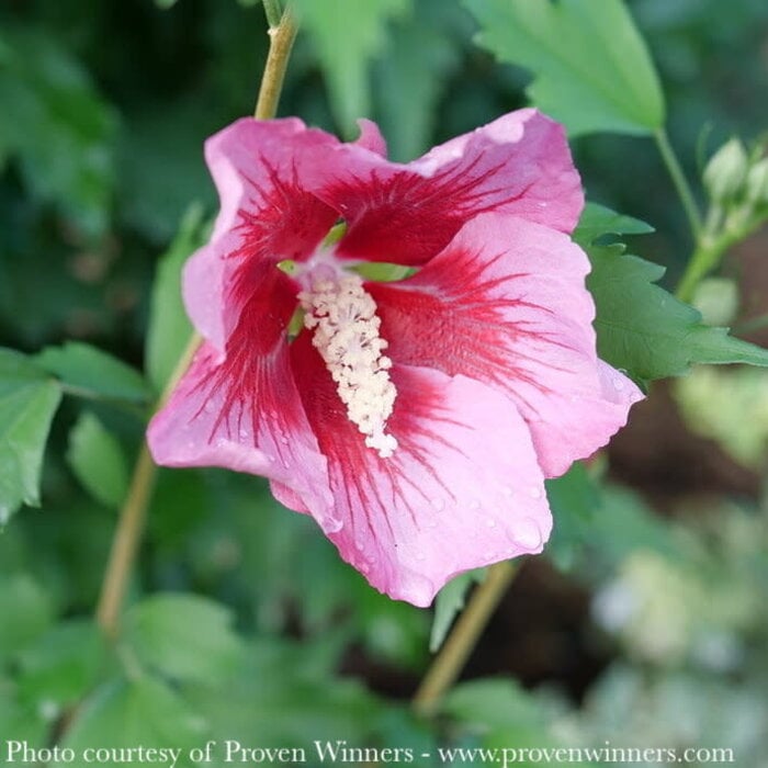 #3 Hibiscus syr PW Red Pillar/ Rose of Sharon/ Althea