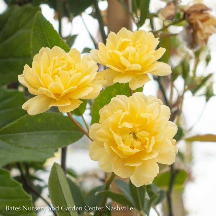 #15 Rosa banksiae Lutea 'Yellow Lady Banks'/ Climbing Rose - No Warranty