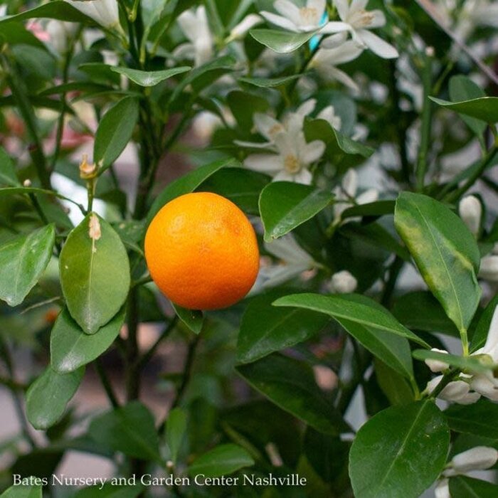 Tropical Edible 8P Citrus Calamondin/ Orange - No Warranty