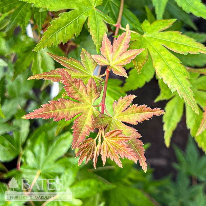 #3 Acer pal Gold Digger/ Yellow Coral Bark Japanese  Maple