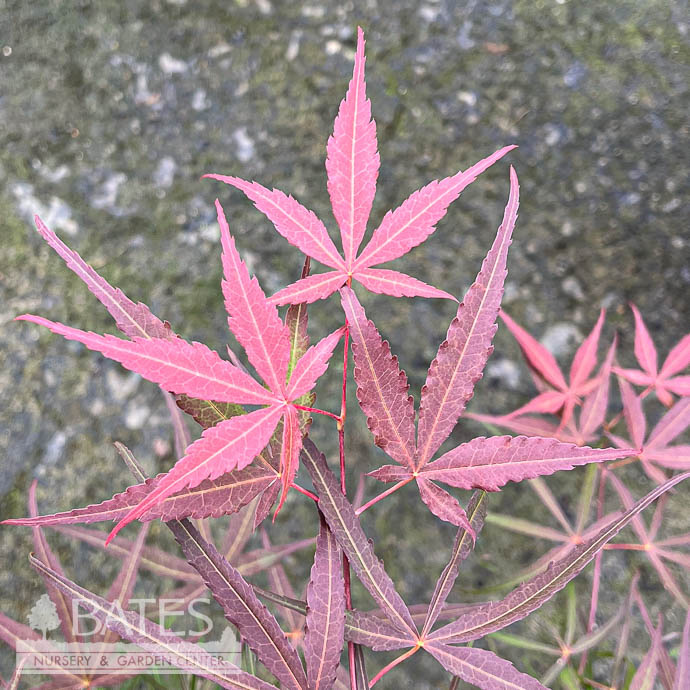 T15Acer Palmatum / Japanese Maple 3 Acer pal Hubb's Red Willow