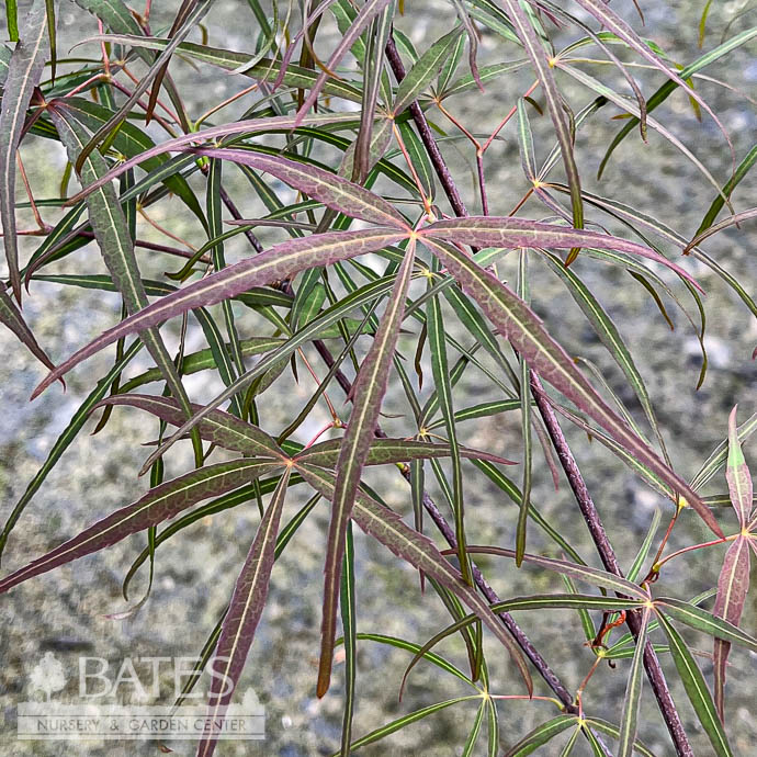 T15Acer Palmatum / Japanese Maple 3 Acer pal Hubb's Red Willow