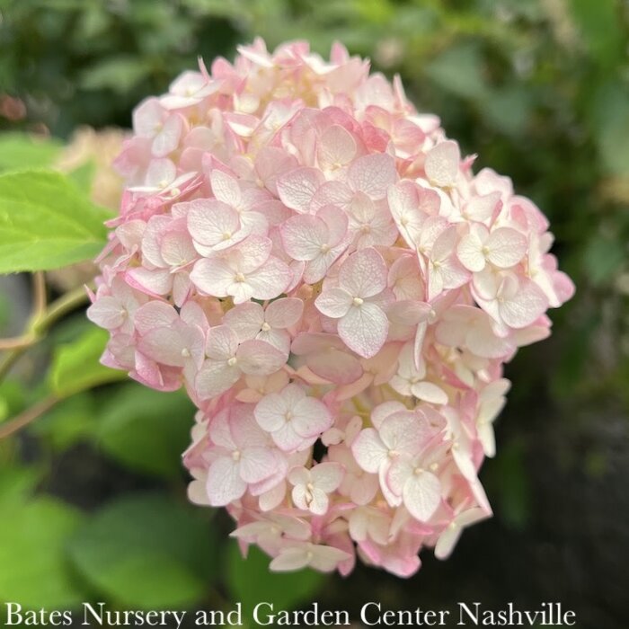 #2 Hydrangea arb Candybelle 'Bubblegum'/ Compact Smooth Pink Annabelle Type