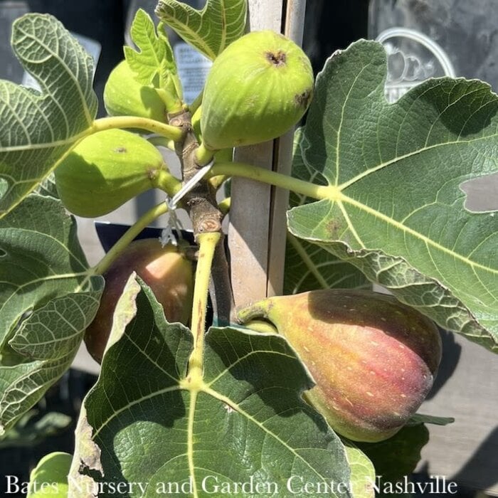 Edible Topiary #5 PT Ficus carica Brown Turkey/ Fig - No Warranty