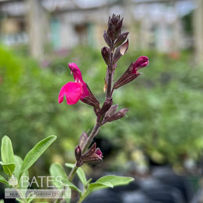 QP Salvia greggii Wild Thing/ Hot Pink Meadow Sage Native (R)