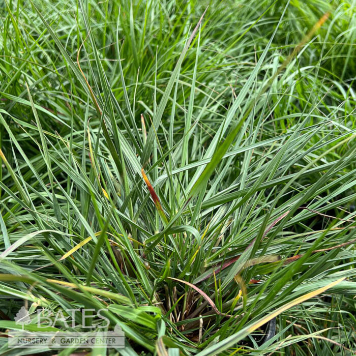 #1 Grass Pennisetum alopecuroides/ Fountain