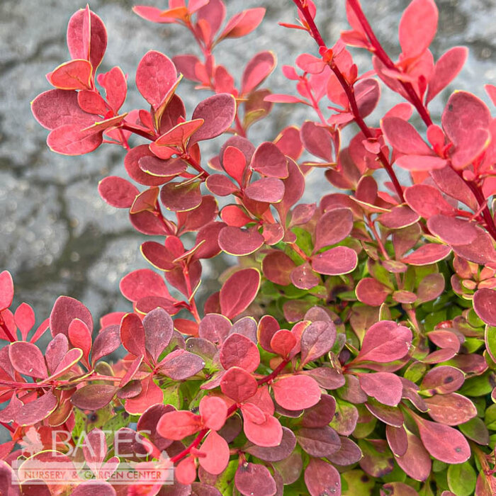 #2 Berberis thun PW Sunjoy 'Tangelo'/ Barberry