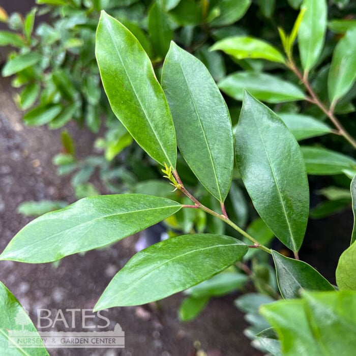 #15 Prunus car Everbrite/ Upright Cherry Laurel Native (R)