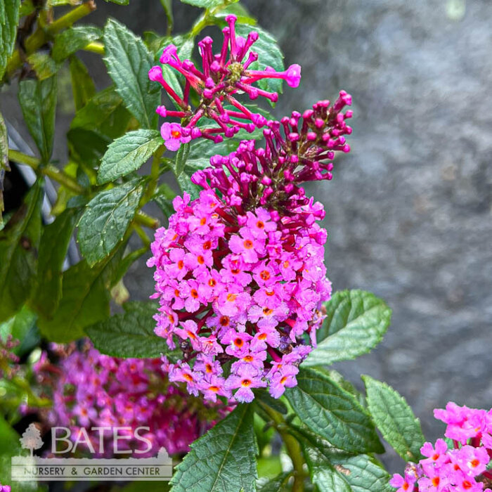 #3 Buddleia x Chrysalis 'Pink'/Butterfly Bush