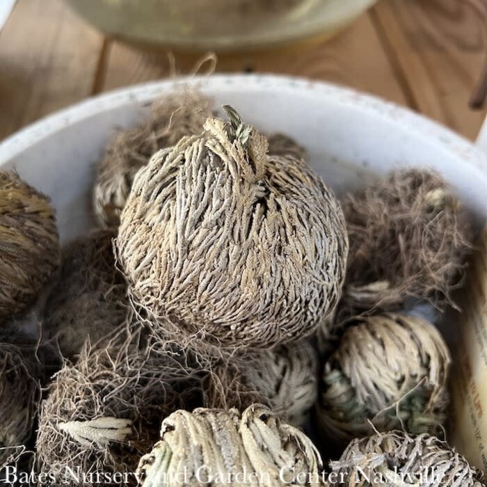 Resurrection Plant Moss  1-2"