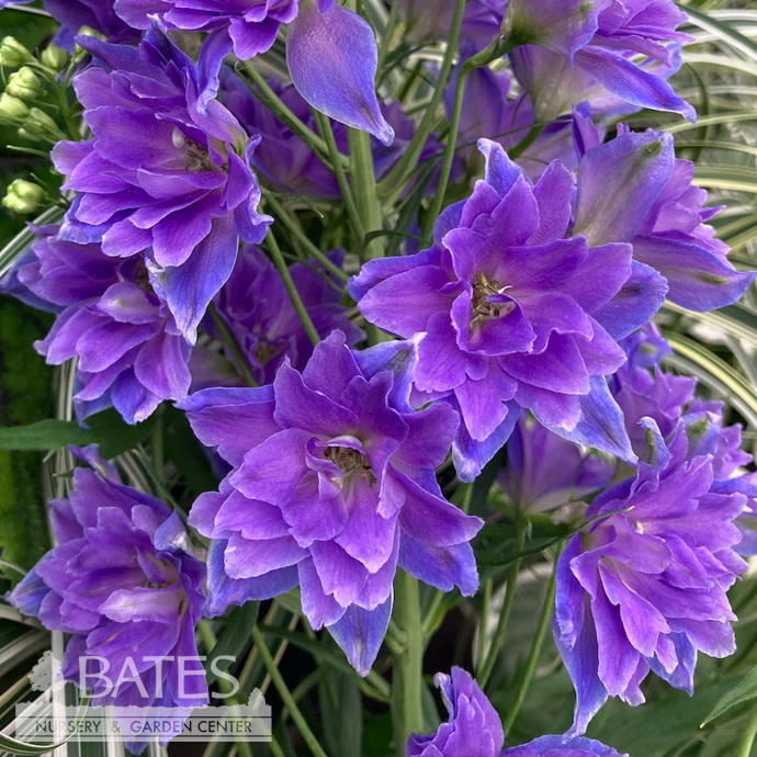 #2 Delphinium Delgenius 'Glitzy'/ Purple-Blue Larkspur