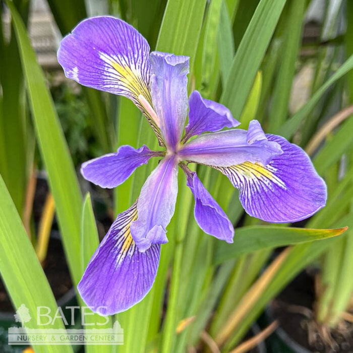 #1 Iris virg var shrevei/ Southern Blue Flag Native (TN)