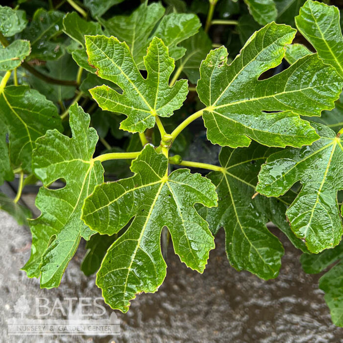 Edible #3 Ficus carica Strawberry Verte/ Fig - No Warranty