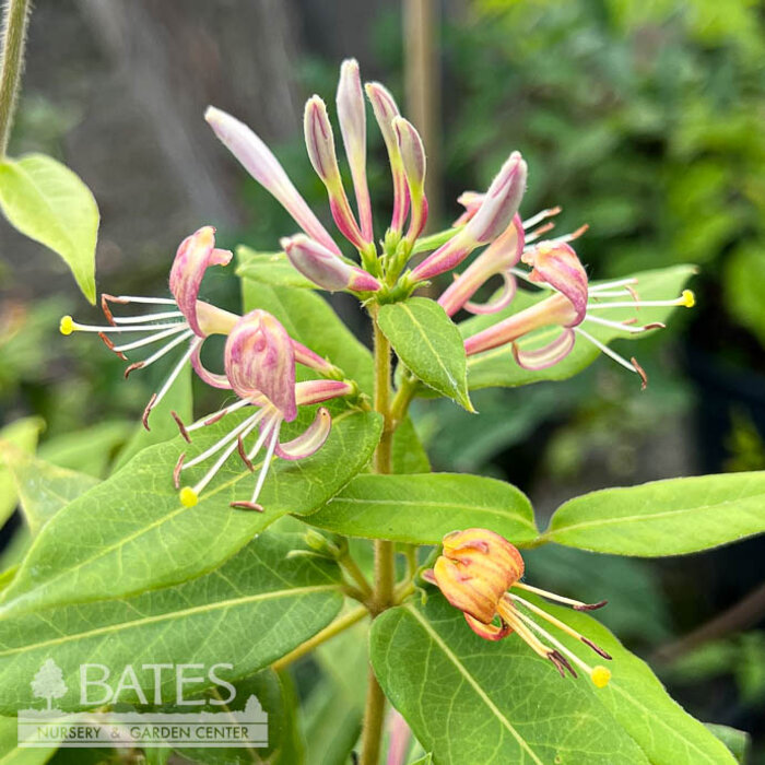 #2 Lonicera x Candy Swirl/ Honeysuckle