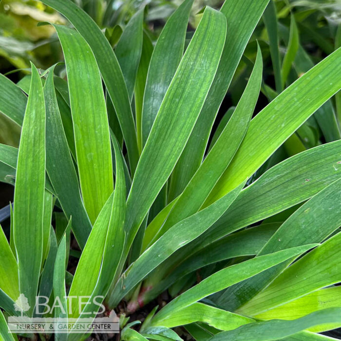#1 Iris cristata Eco Bluebird/ Dwarf Crested Iris Native (TN)