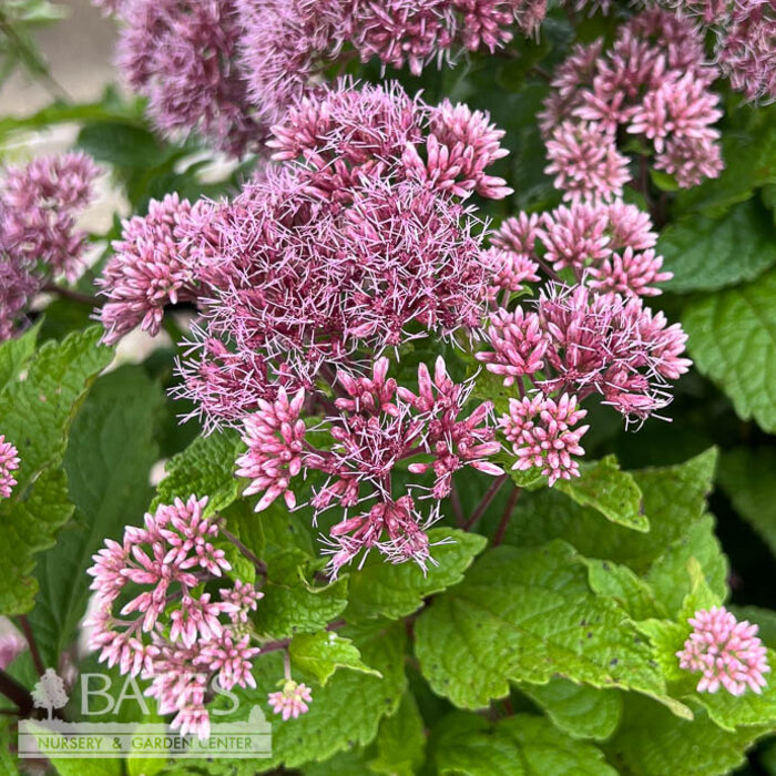 #1 Eutrochium (Eupatorium) dubium Baby Joe/ Joe Pye Weed Native (TN)