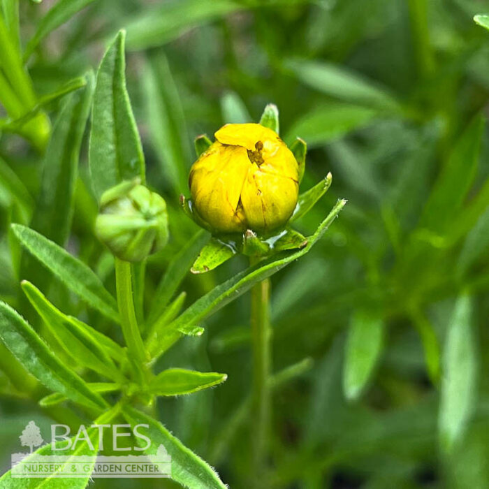 #1 Coreopsis x Li'l Bang 'Goldilocks'/ Compact Yellow Tickseed