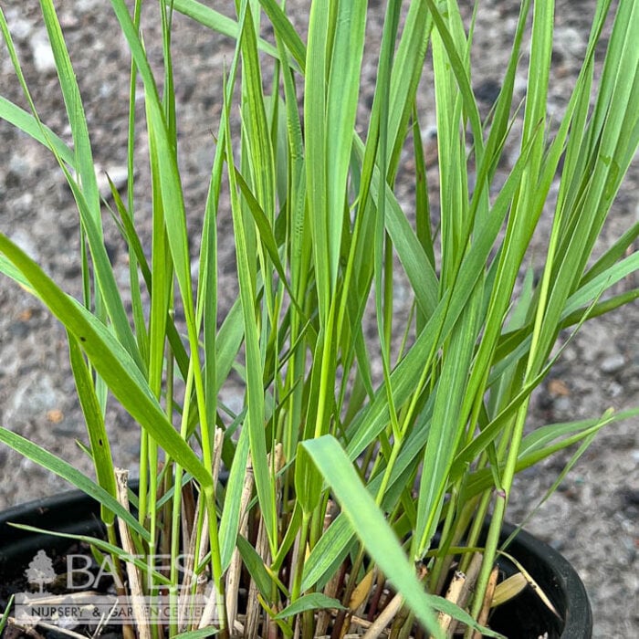 #1 Grass Panicum virgatum/ Switch Native (TN)