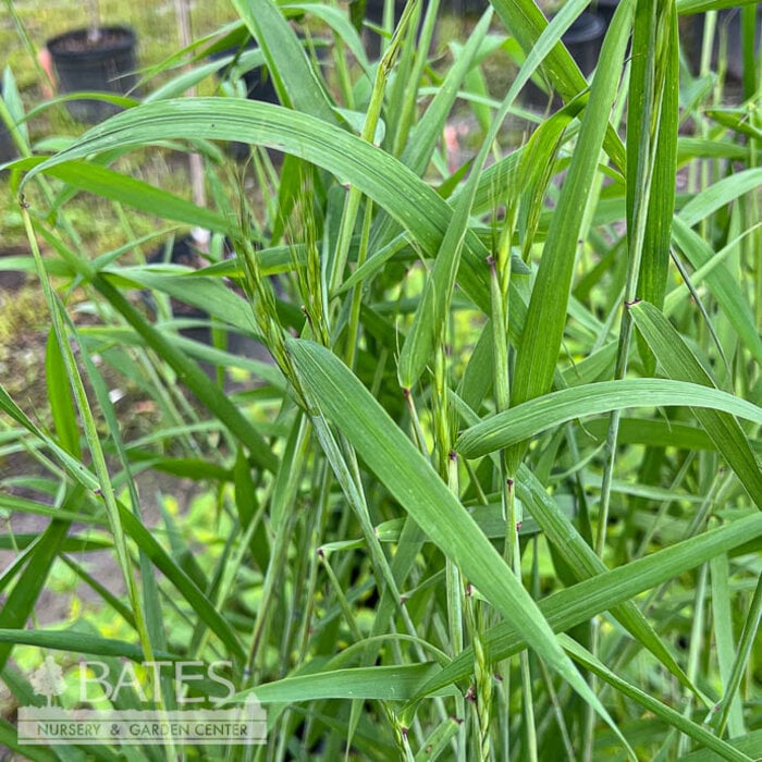 #1 Grass Elymus hystrix/ Bottlebrush Native (TN)