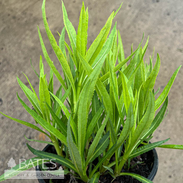 #1 Vernonia fasciculata/ Ironweed Native (R)
