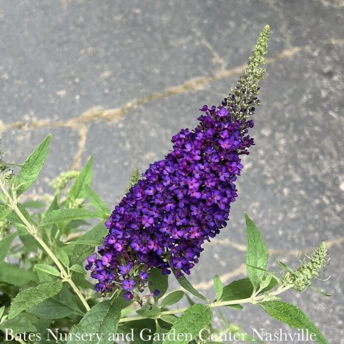 #1 Buddleia dav Summer Bird 'Midnight Blue'/ Butterfly Bush