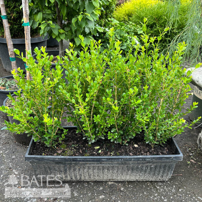Topiary Hedge Box Buxus micro var japonica Winter Gem/ Boxwood