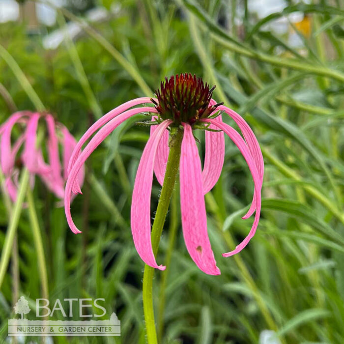 #1 Echinacea simulata/ Wavyleaf Purple Coneflower Native (TN)