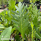 #1 Silphium laciniatum/ Compass Plant Native (TN)