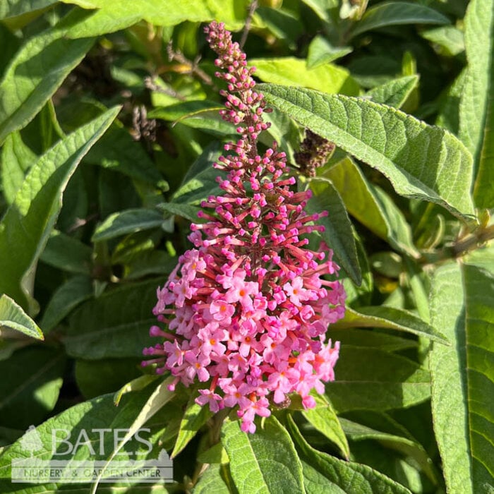 #2 Buddleia dav Butterfly Candy 'Li'l Taffy'/ Pink Butterfly Bush