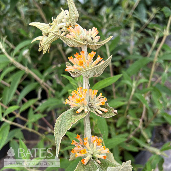 #3 Buddleia Orange Sceptre/ Butterfly Bush