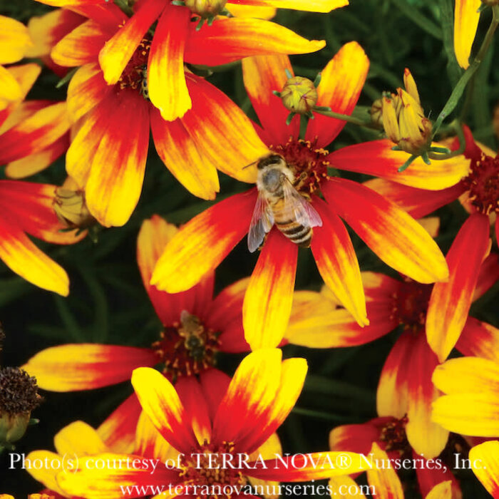 #1 Coreopsis x Lightning Bug/ Compact Red and Yellow Tickseed