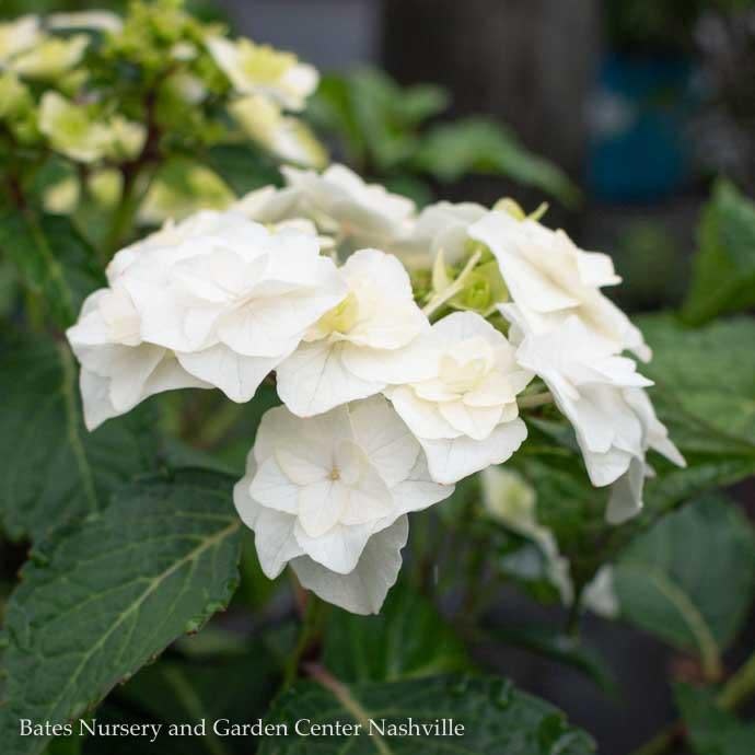 1 Hydrangea mac Double Delights 'Wedding Gown'/ Compact White Bigleaf
