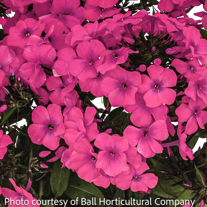 #1 Phlox pan Flame Pro Cerise/ Red-Pink Upright Garden Native (TN)