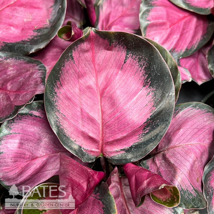4p! Calathea Purple Rose /Tropical