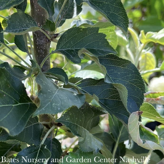 Edible 10 Malus x dom Urban Apple 'Blushing Delight/ Columnar Apple