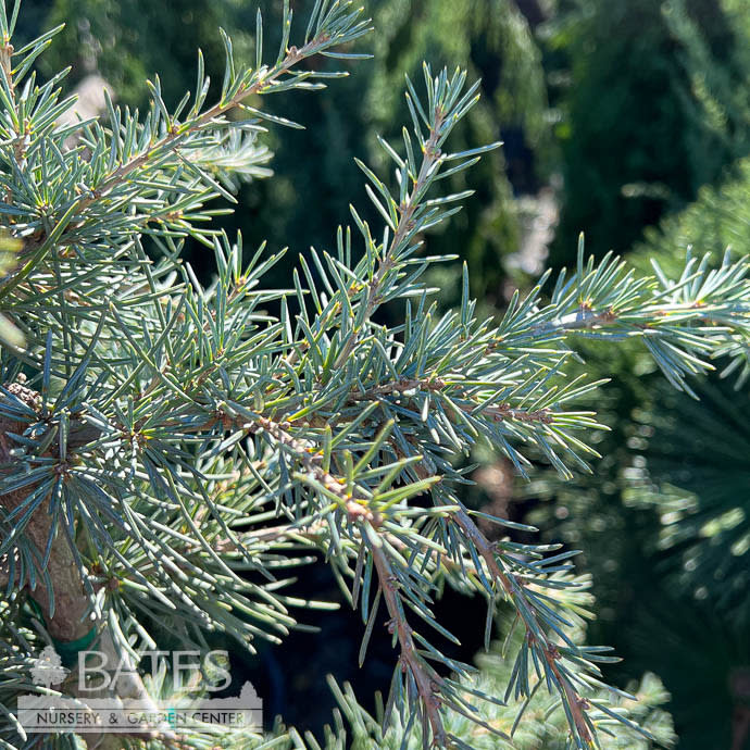 C10Cedrus / Cedar 10 Cedrus deo Karl Fuchs/ Deodar Cedar Bates