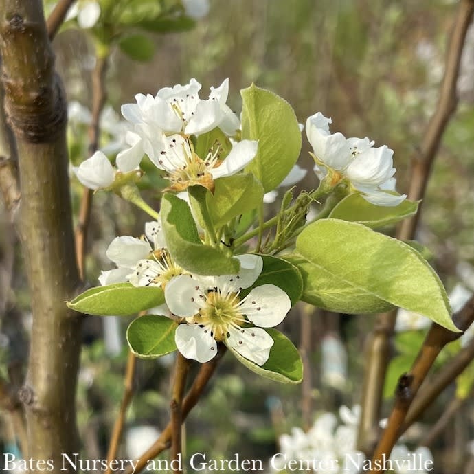 T95Fruit & Nut Trees Edible 15 Pyrus com Bartlett/ Semidwarf Pear Bates Nursery & Garden Center