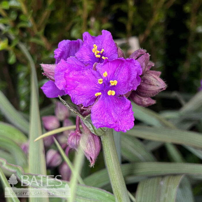 #1 Tradescantia  andersoniana Brainstorm/ Spiderwort