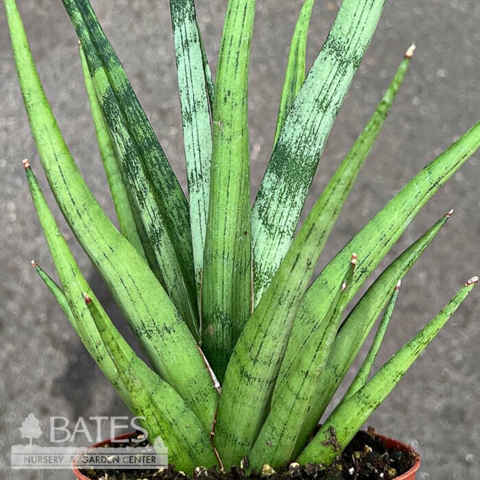 4p! Sansevieria Tom Gracilis /Snake Plant /Mother-in-Law Tongue /Tropical