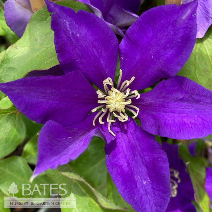 #2 Staked Clematis vitacella Boulevard 'Olympia'/ Compact Purple
