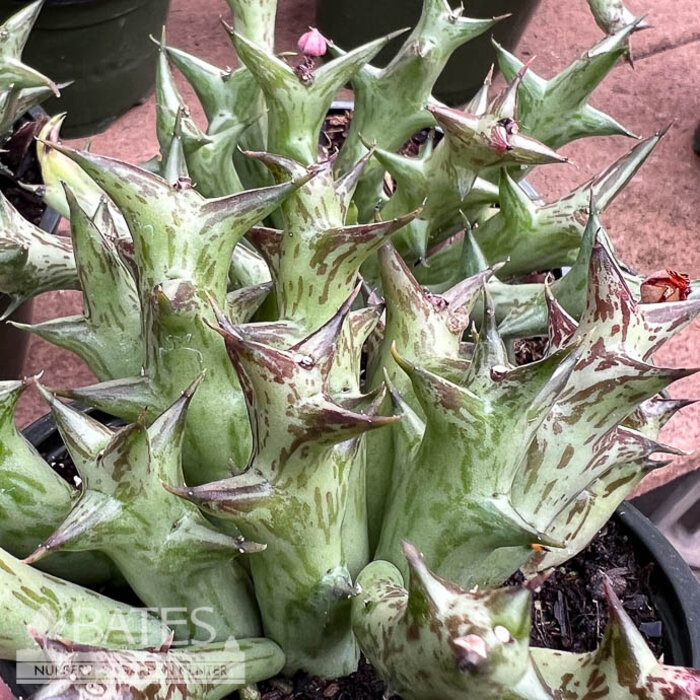 4p! Cactus Orbea Variegata /Starfish Plant Tropical