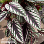 10p! Cissus Discolor TRELLIS  /Rex Begonia Vine /Tapestry Vine /Tropical