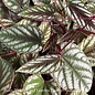 10p! Cissus Discolor TRELLIS  /Rex Begonia Vine /Tapestry Vine /Tropical