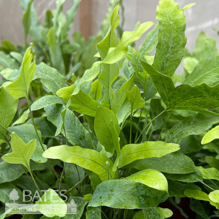 6p! Fern - Blue Star Fern / Blue Crisp /Tropical