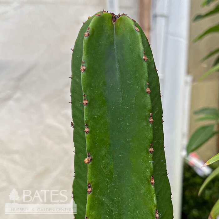 8p! Euphorbia Acrurensis / Cactus /Tropical