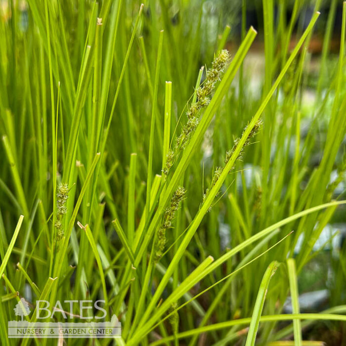 4P Grass Carex vulpinoidea/ Fox Sedge Native (TN)