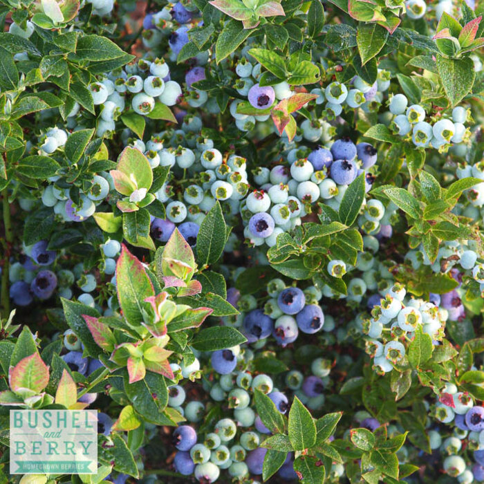 Edible #2 Vaccinium x Bushel and Berry 'Jelly Bean'/ Dwarf Highbush Blueberry