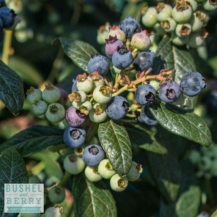 Edible #2 Vaccinium x Bushel and Berry 'Perpetua'/ Hybrid Blueberry