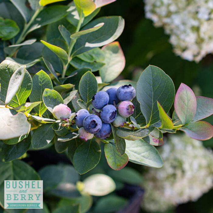 Edible #2 Vaccinium cory Bushel and Berry 'Silver Dollar'/ Blueberry Native (TN)